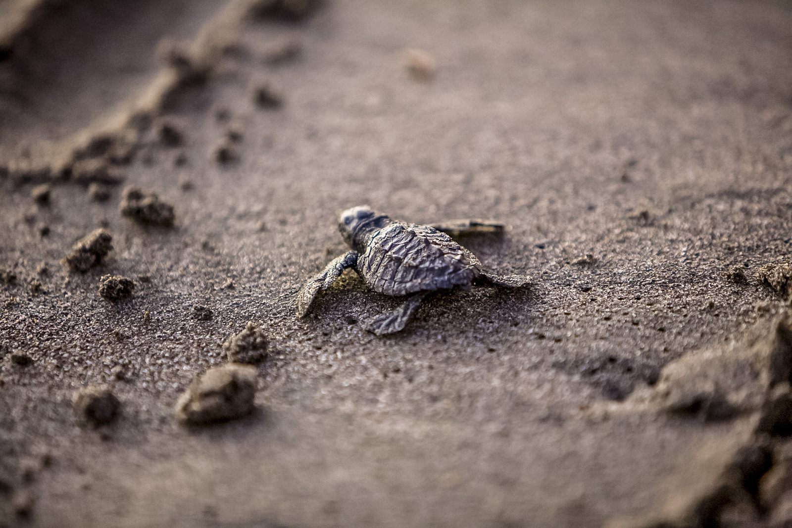Costa Rica&nbsp;: guide de voyage | Itinéraires et Incontournables - Costa Rica Tortugero