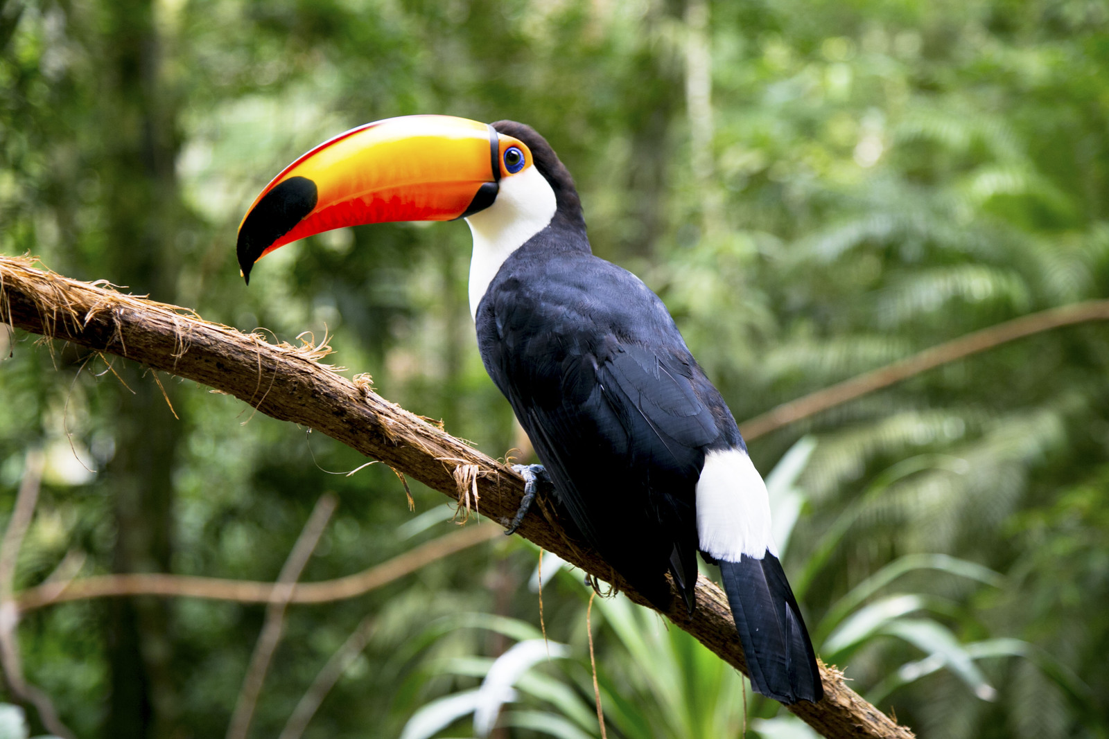 Costa Rica&nbsp;: guide de voyage | Itinéraires et Incontournables - Costa Rica Wildlife