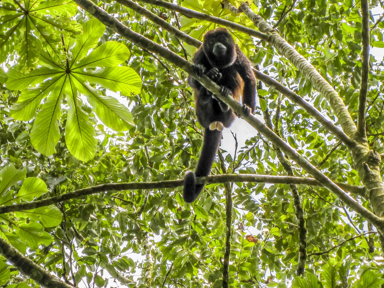 Costa Rica&nbsp;: guide de voyage | Itinéraires et Incontournables - Costa Rica Wildlife