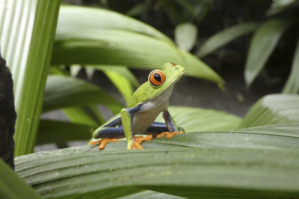 Costa Rica Wildlife 5