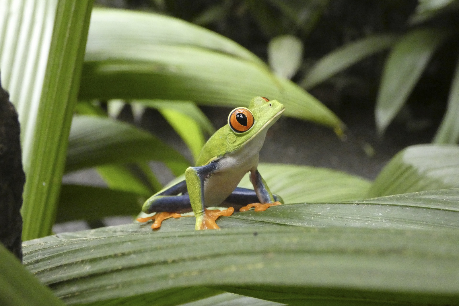Costa Rica&nbsp;: guide de voyage | Itinéraires et Incontournables - Costa Rica Wildlife
