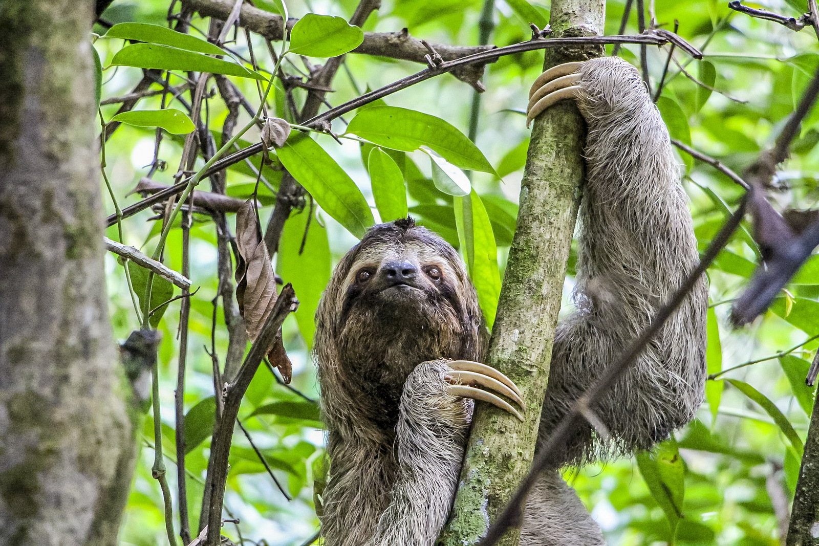 Costa Rica&nbsp;: guide de voyage | Itinéraires et Incontournables - Costa Rica Wildlife