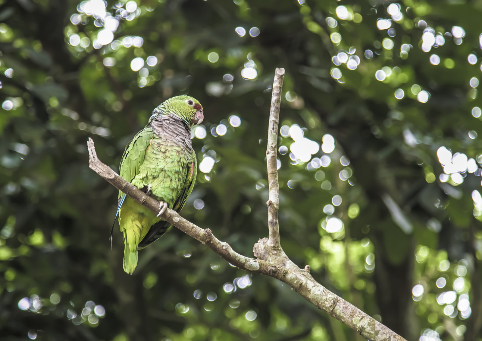 Costa Rica&nbsp;: guide de voyage | Itinéraires et Incontournables - Costa Rica Wildlife