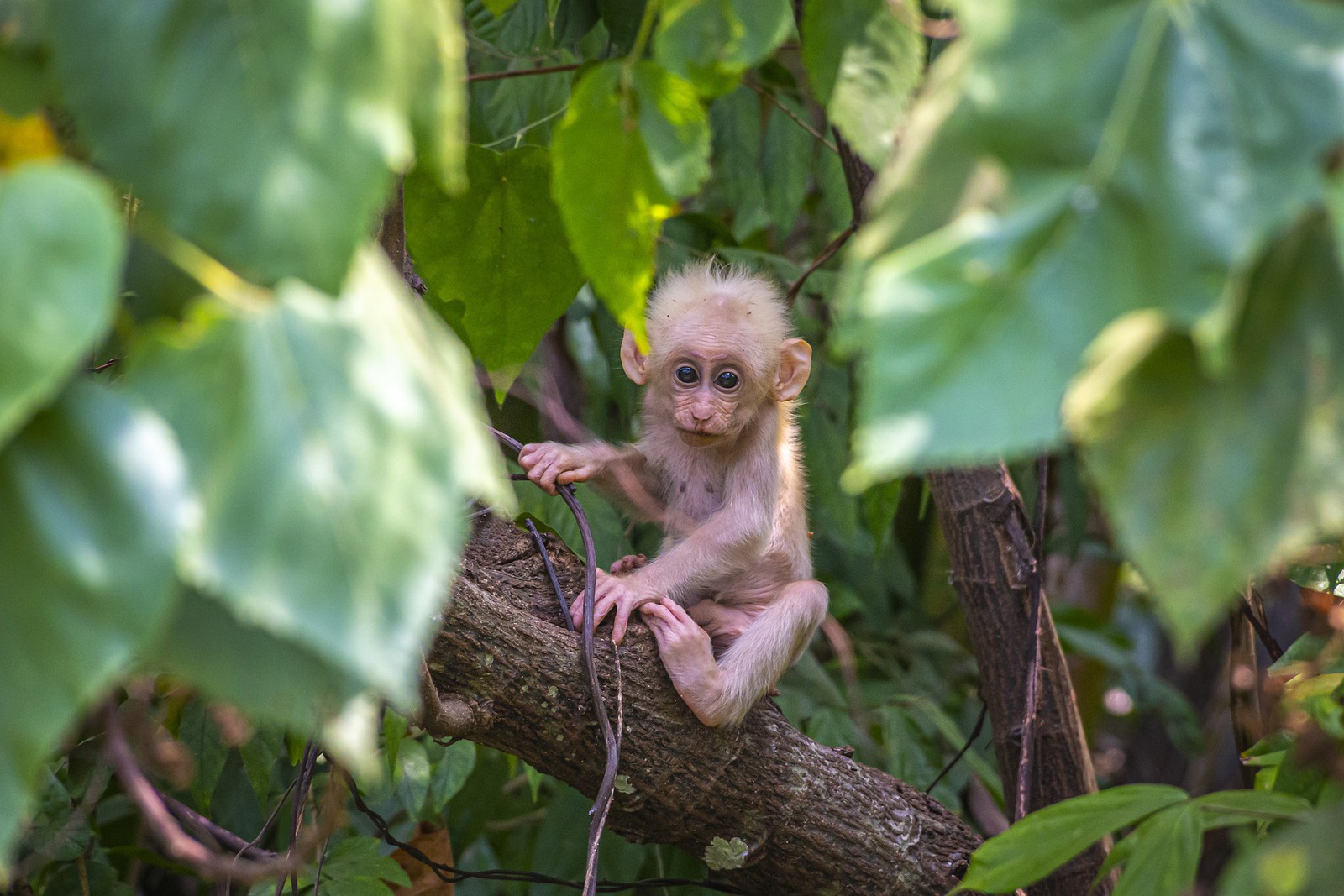 Costa Rica&nbsp;: guide de voyage | Itinéraires et Incontournables - Costa Rica singe