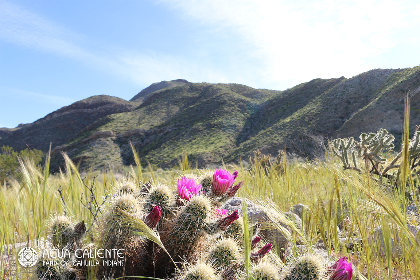 États-Unis&nbsp;: Road Trip Californie du Sud | Déserts et Vignobles - fleur du desert