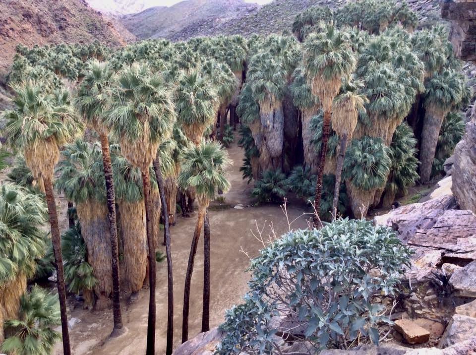 indian Canyon Palm Deseert