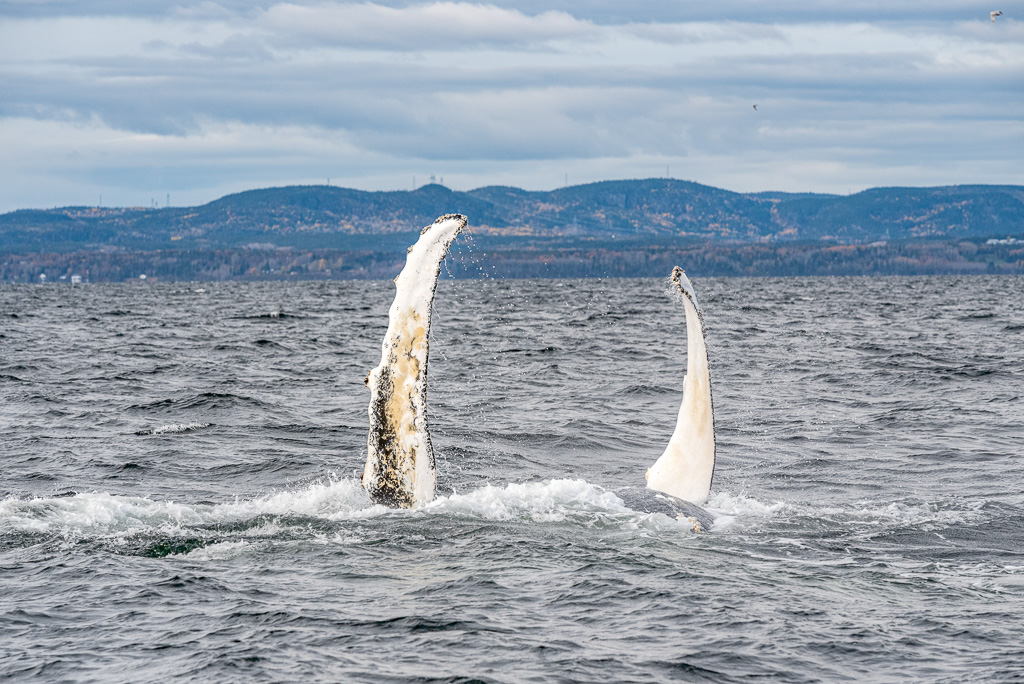 Canada: Discovering Whales on the Côte-Nord | Plan Your Dream Trip - Whale watching Credit: Maude