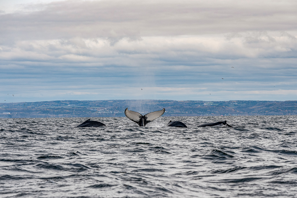 Canada: Discovering Whales on the Côte-Nord | Plan Your Dream Trip - Whale watching Credit: Maude