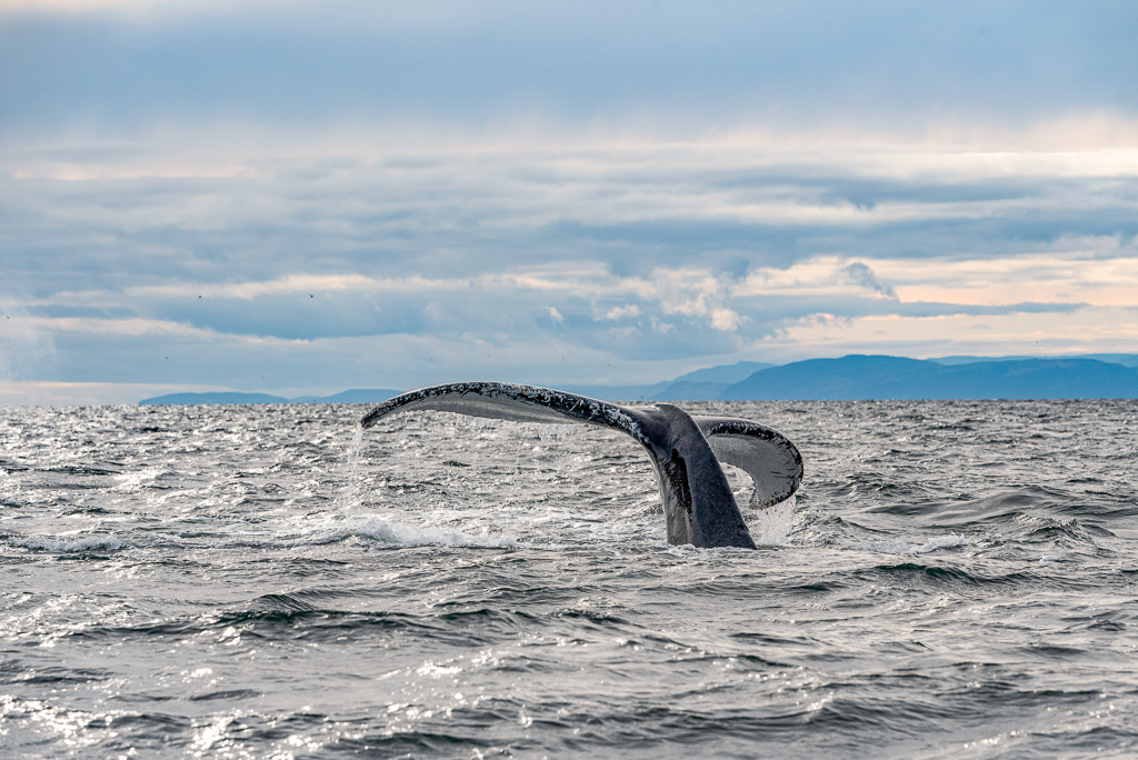 Canada: Discovering Whales on the Côte-Nord | Plan Your Dream Trip - Whale watching Credit: Maude