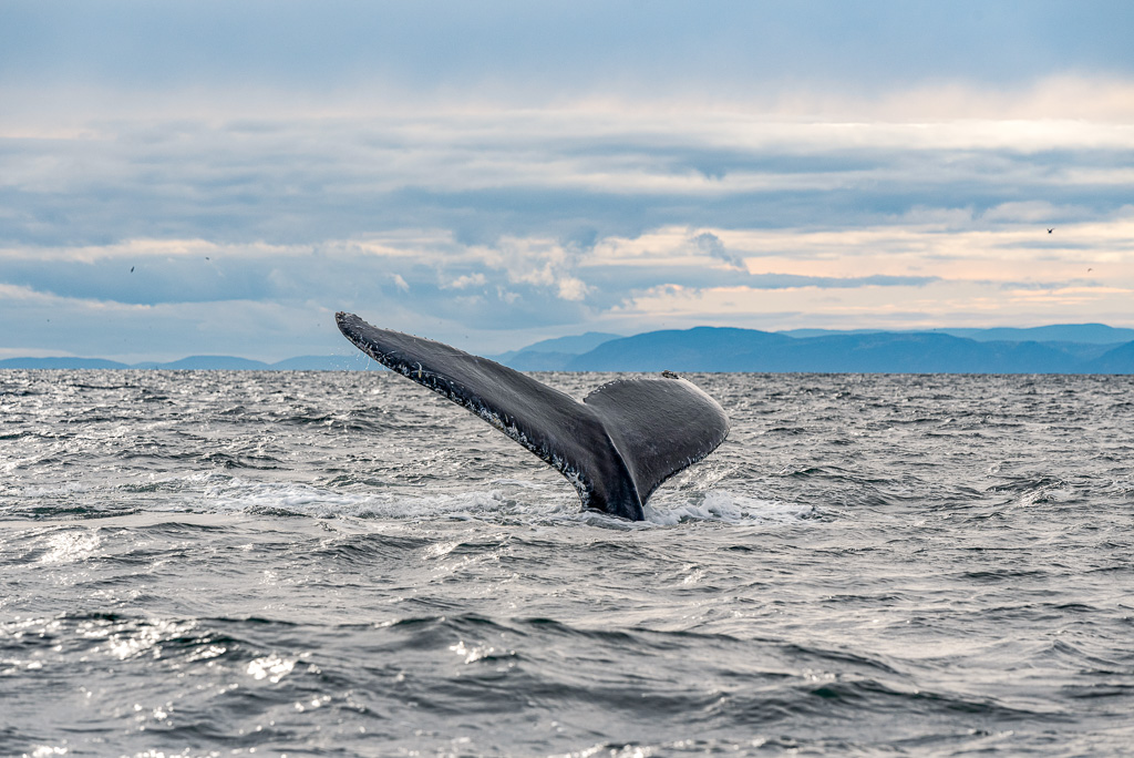Canada: Discovering Whales on the Côte-Nord | Plan Your Dream Trip - Whale watching Credit: Maude