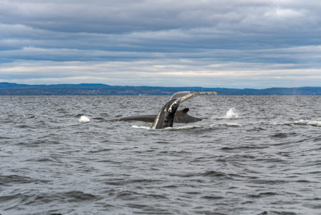 Observation des baleines Crédit Maude