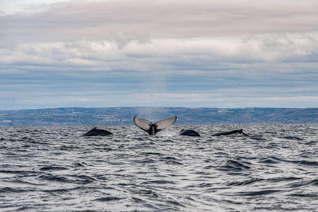 Observation des baleines – Crédit Maude-5