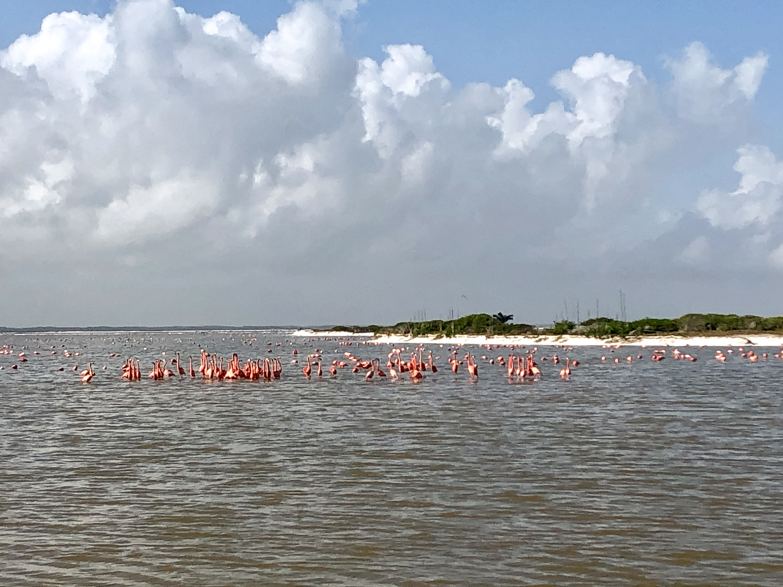 Mexico: Riviera Maya and Yucatan travel guide - Rio 4 flamants