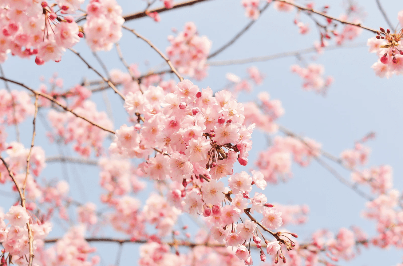 National Patriots' Day: what to do during the long weekend? - Fleurs pommier