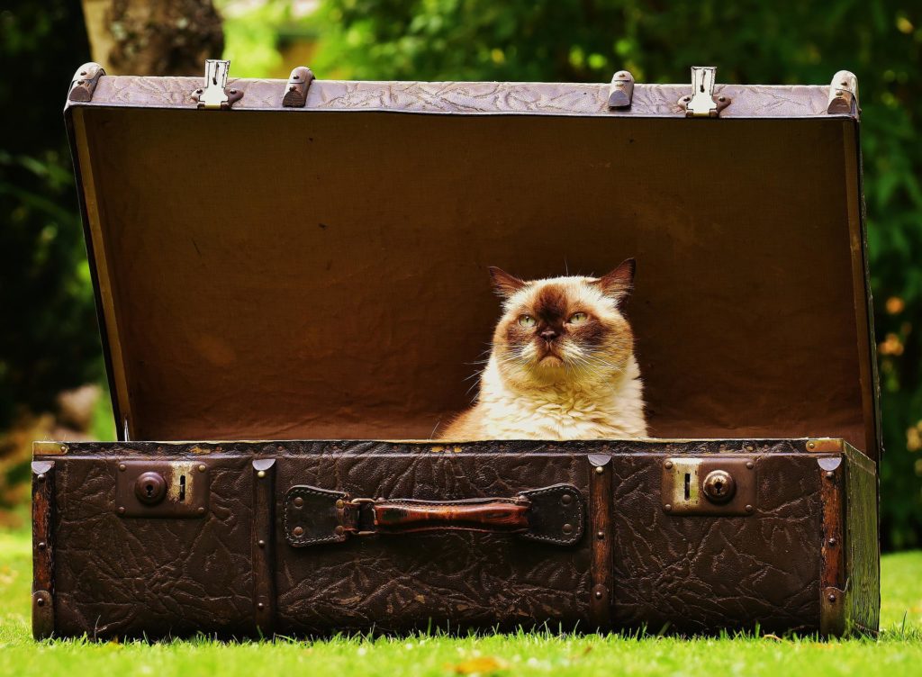 chat assurance voyage valise voyage