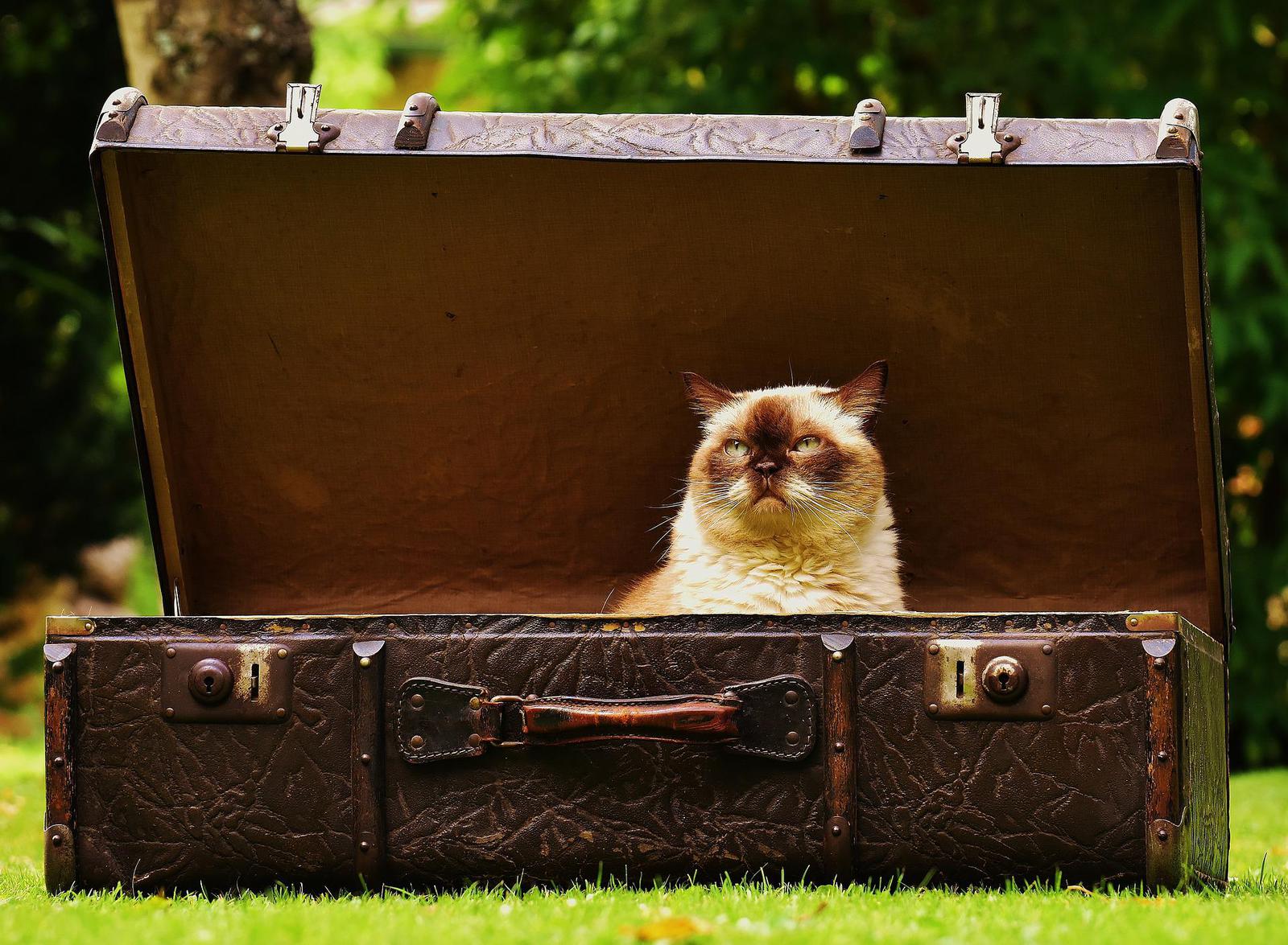 Comment voyager l’esprit tranquille avec son animal de compagnie? - chat assurance voyage