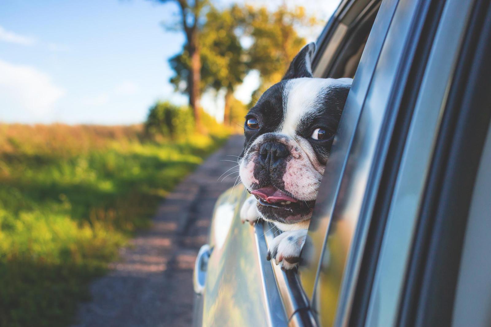 dog travel insurance car