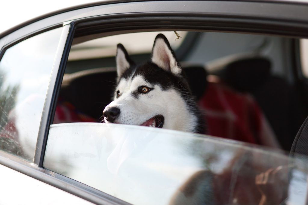 chien voiture assurance voyage transport