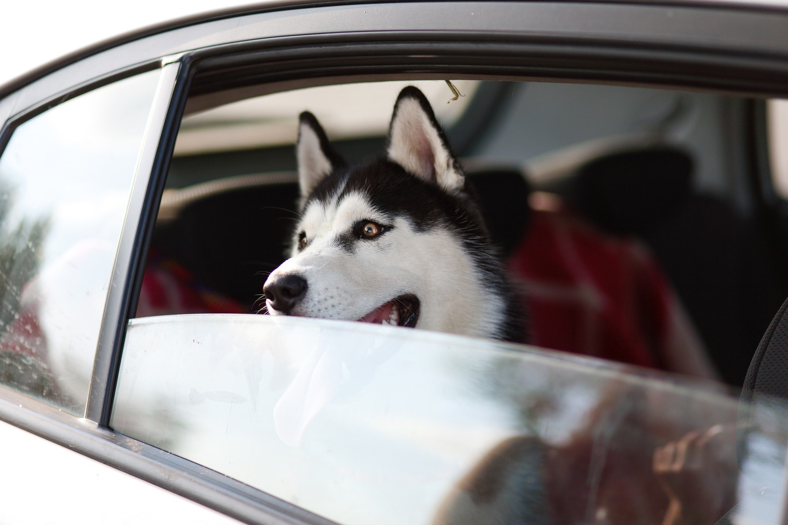 Comment voyager l’esprit tranquille avec son animal de compagnie? - chien voiture assurance voyage