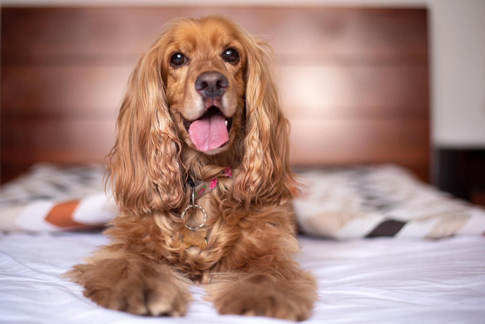 Comment voyager l’esprit tranquille avec son animal de compagnie? - english cocker spaniel gebff