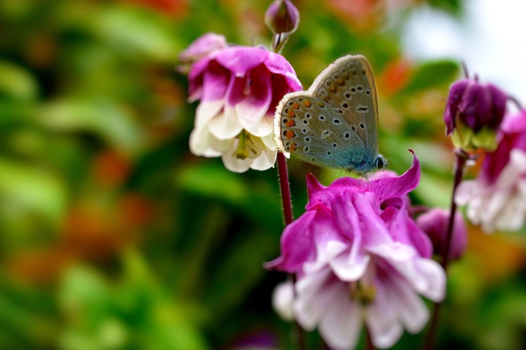 2. Papillon dans un jardin en Colombie - Pixabay