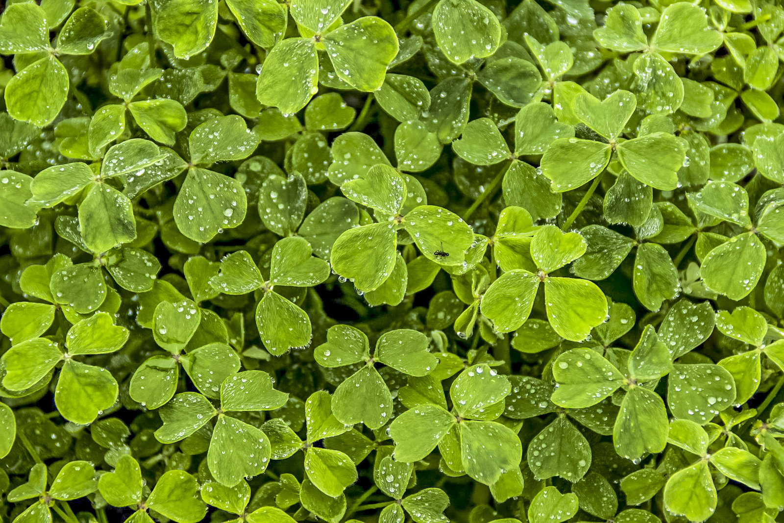 Ireland&nbsp;: Travel guide | Itineraries and Highlights - clover-gcfc1041dc-1920