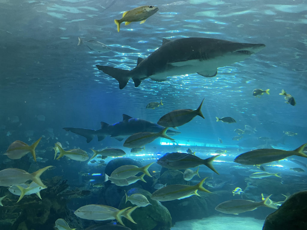 Ripleys Aquarium Of Canada