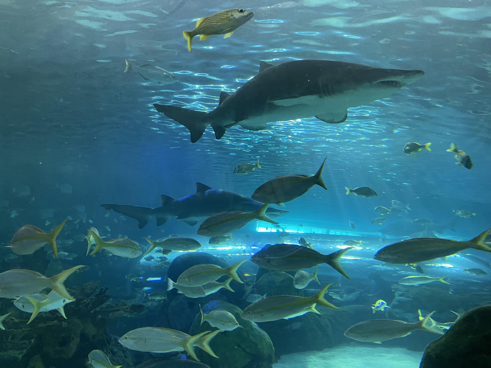 Travel Guide: What to Do on a Short Stay in Toronto - Ripleys Aquarium Of Canada
