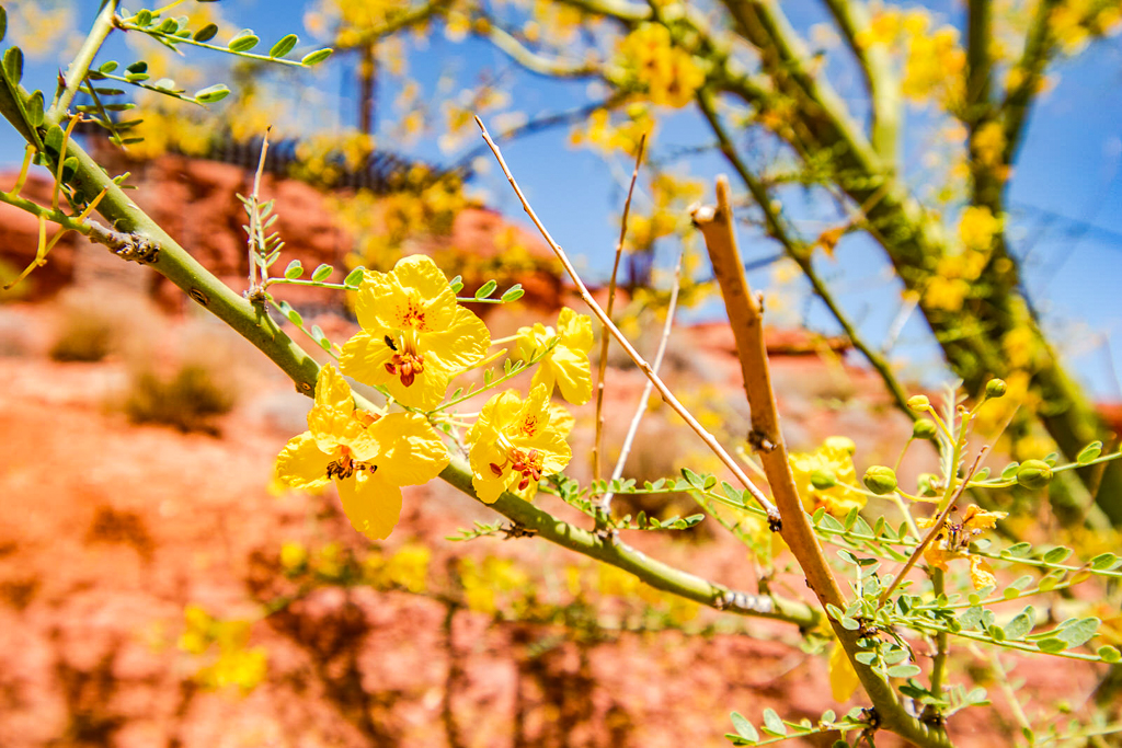 Avis&nbsp;: SpringHill Suites St. George Washington, Utah | Marriott Bonvoy - St George Crédit Annie Tremblay 16