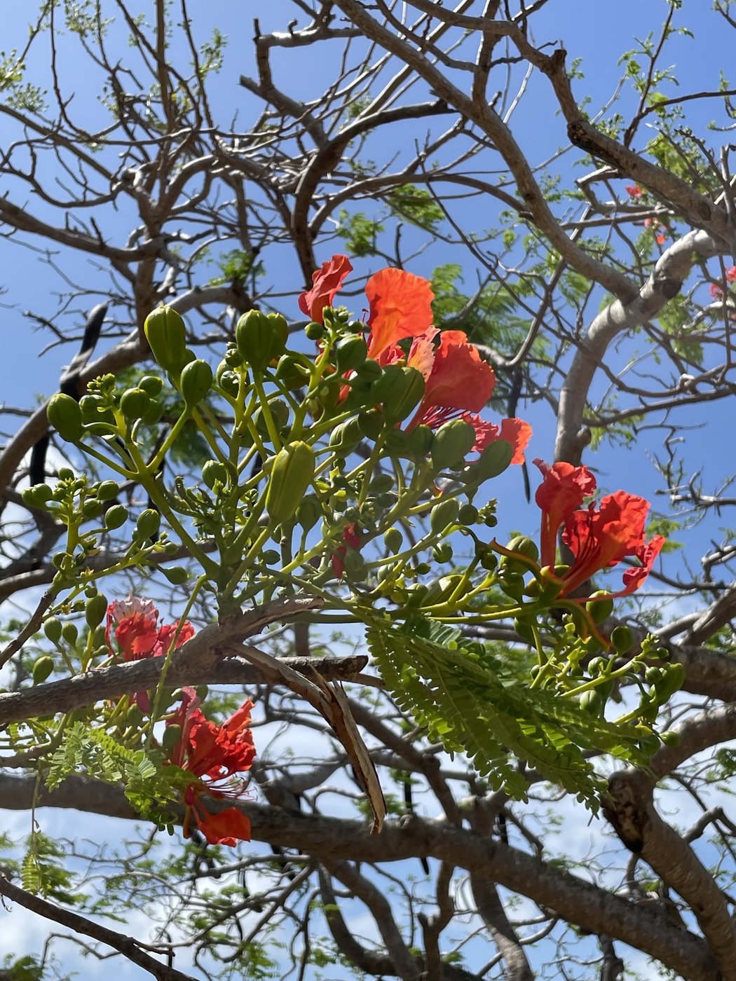 Guide de voyage en Martinique | Itinéraires et Incontournables - Martinique Crédit Frédéric Deluen