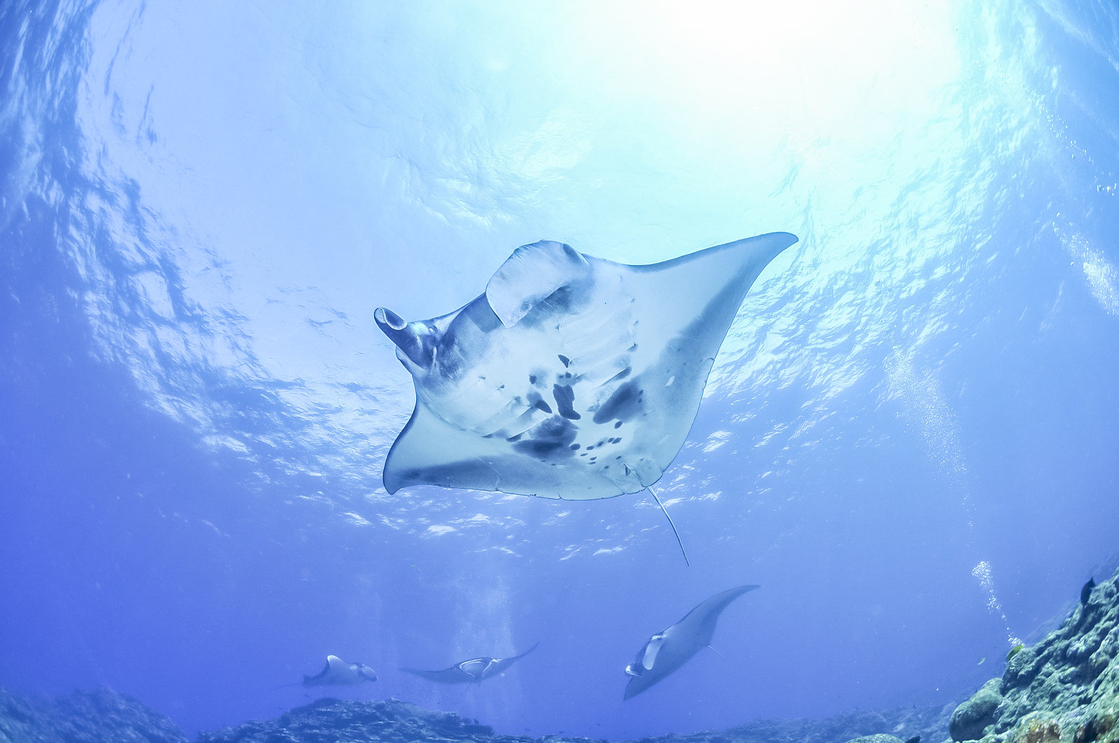 Comment voyager aux Maldives à petit prix&nbsp;? - Maldives Manta Ray