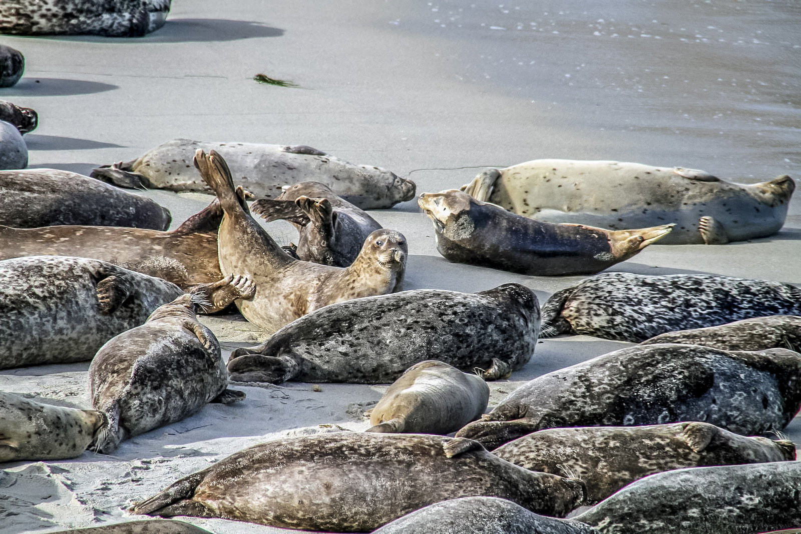 États-Unis&nbsp;: guide de voyage à San Diego pour un séjour de 4 jours - San Diego La Jolla 2
