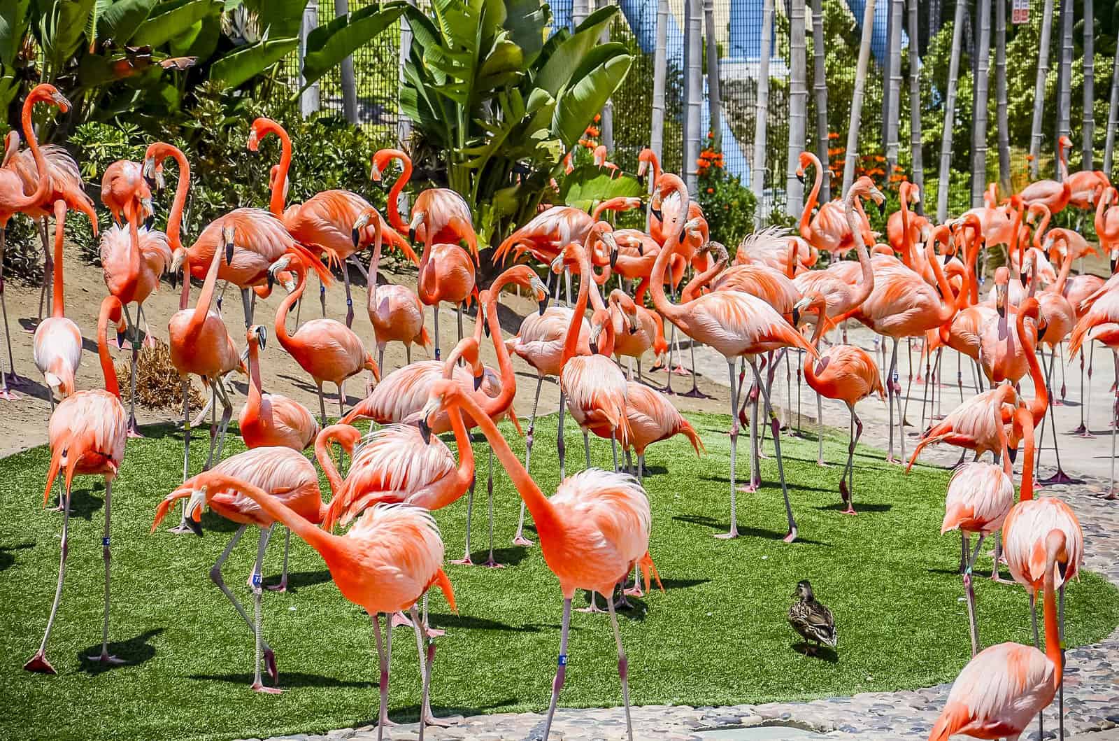 États-Unis&nbsp;: guide de voyage à San Diego pour un séjour de 4 jours - San Diego Zoo 2