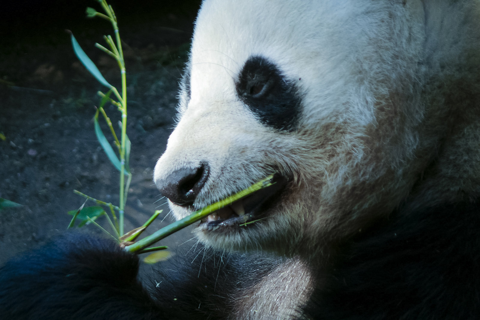 États-Unis&nbsp;: guide de voyage à San Diego pour un séjour de 4 jours - San Diego Zoo