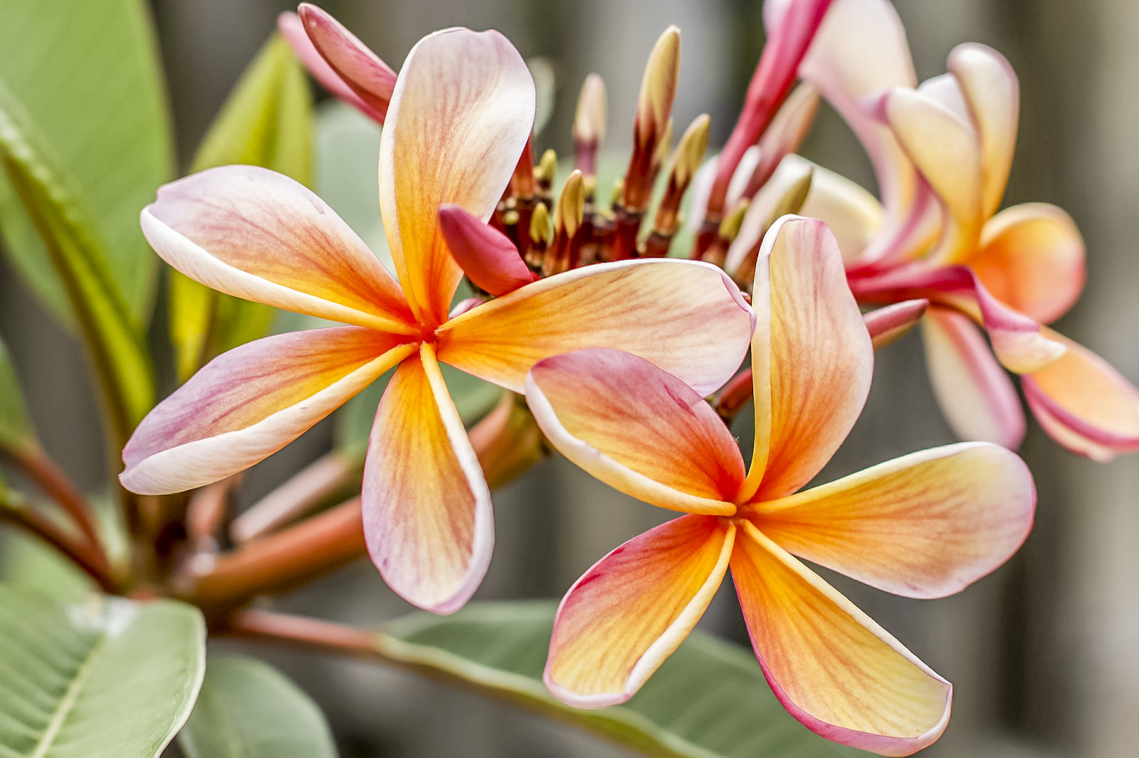 Indonesia: Bali Travel Guide | Itineraries and Highlights - frangipani-1154646-1920