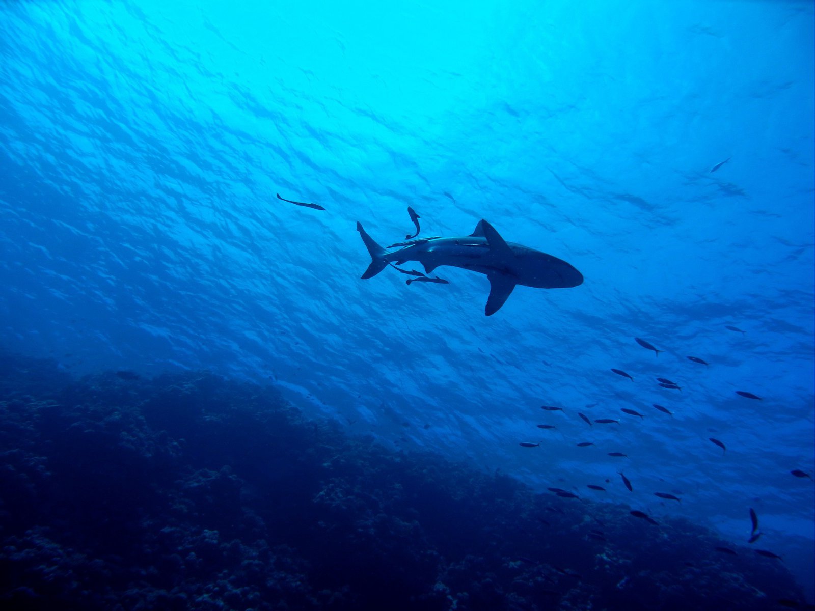 Comment voyager aux Maldives à petit prix&nbsp;? - Shark 2683184 1920