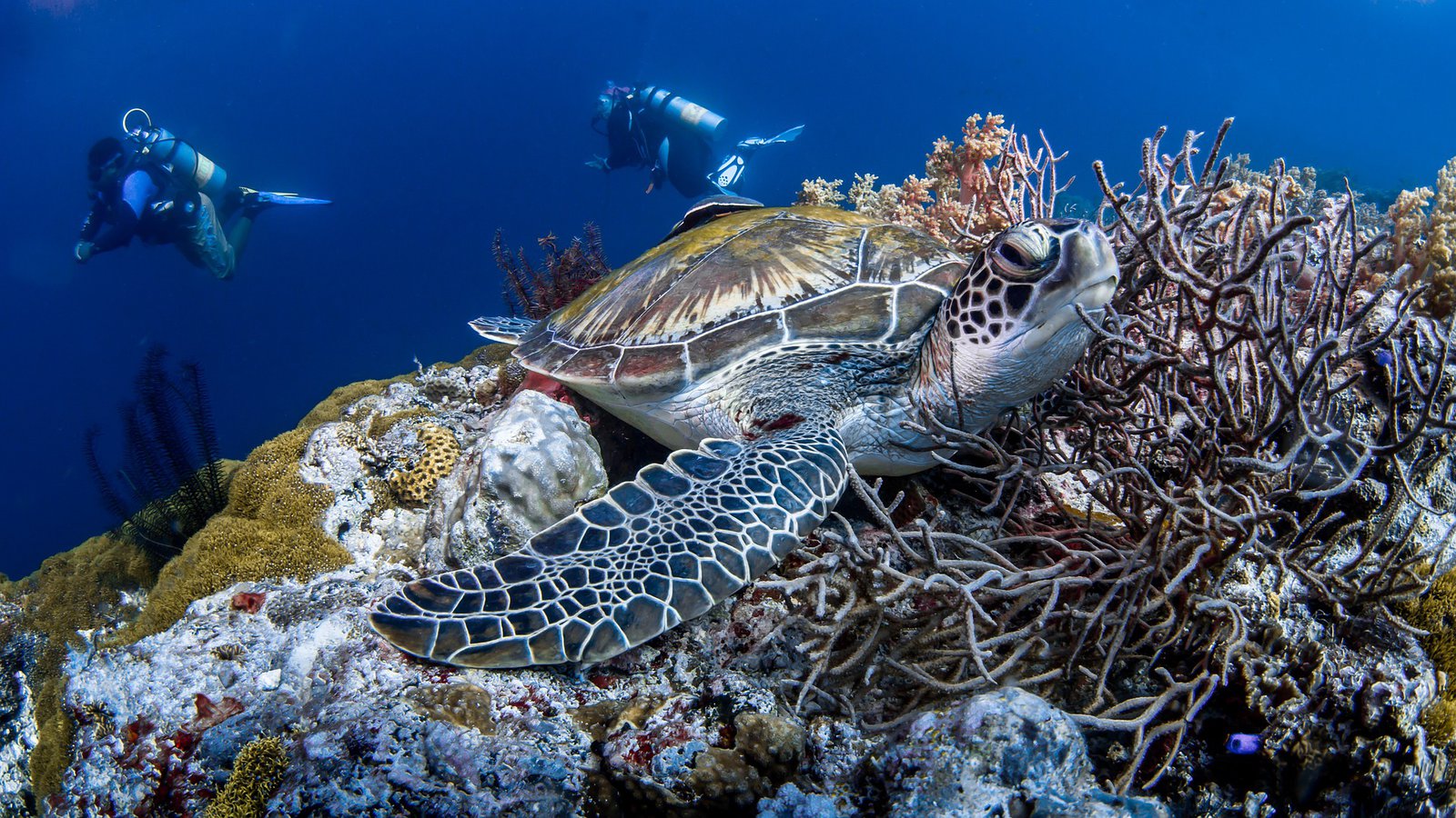 Nos astuces pour faire de la plongée sous-marine avec les points - Plongée sous marine