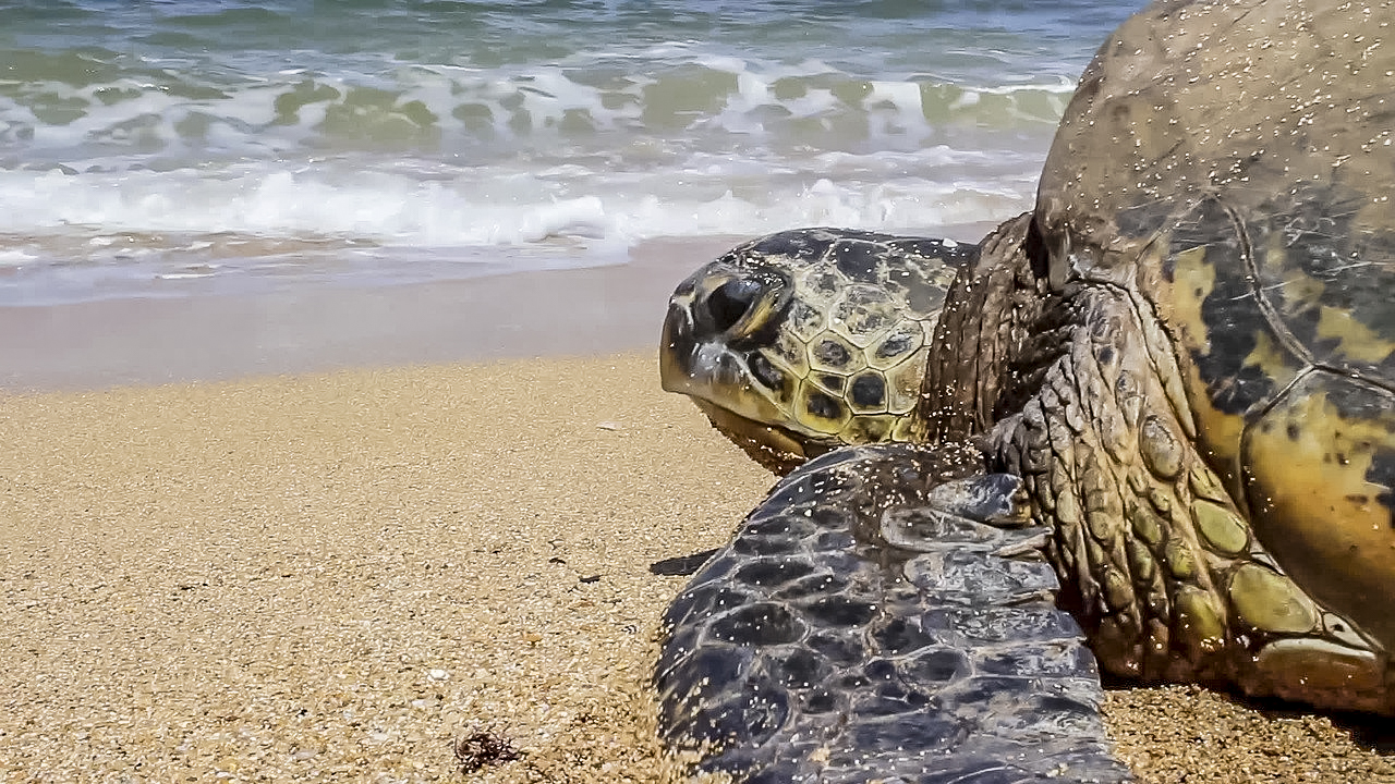 Comment voyager aux Maldives à petit prix&nbsp;? - turtle-2081273-1280