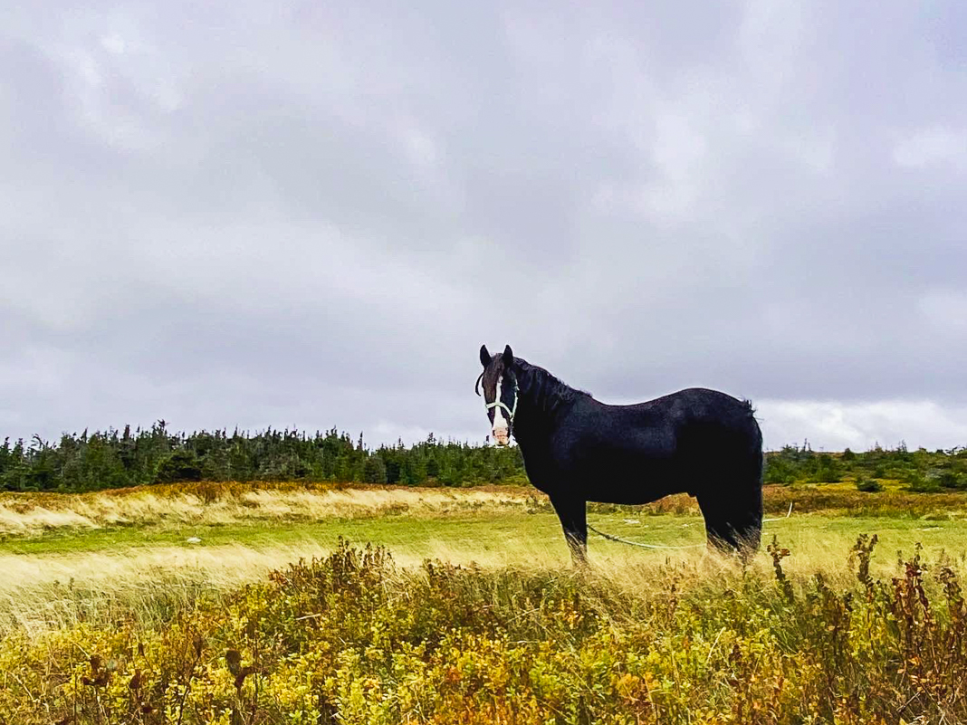 Canada&nbsp;: Travel to Newfoundland | Itinerary and Highlights - twillingate-2