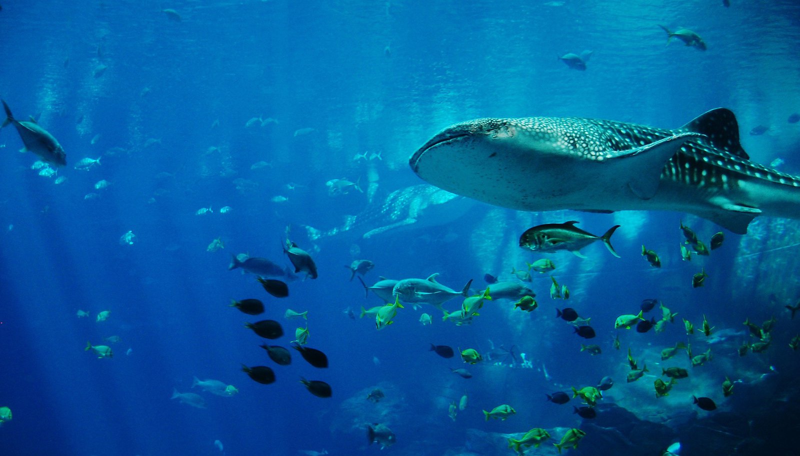 Les 10 meilleurs sites de plongée sous-marine avec les points - Whale Shark Maldives
