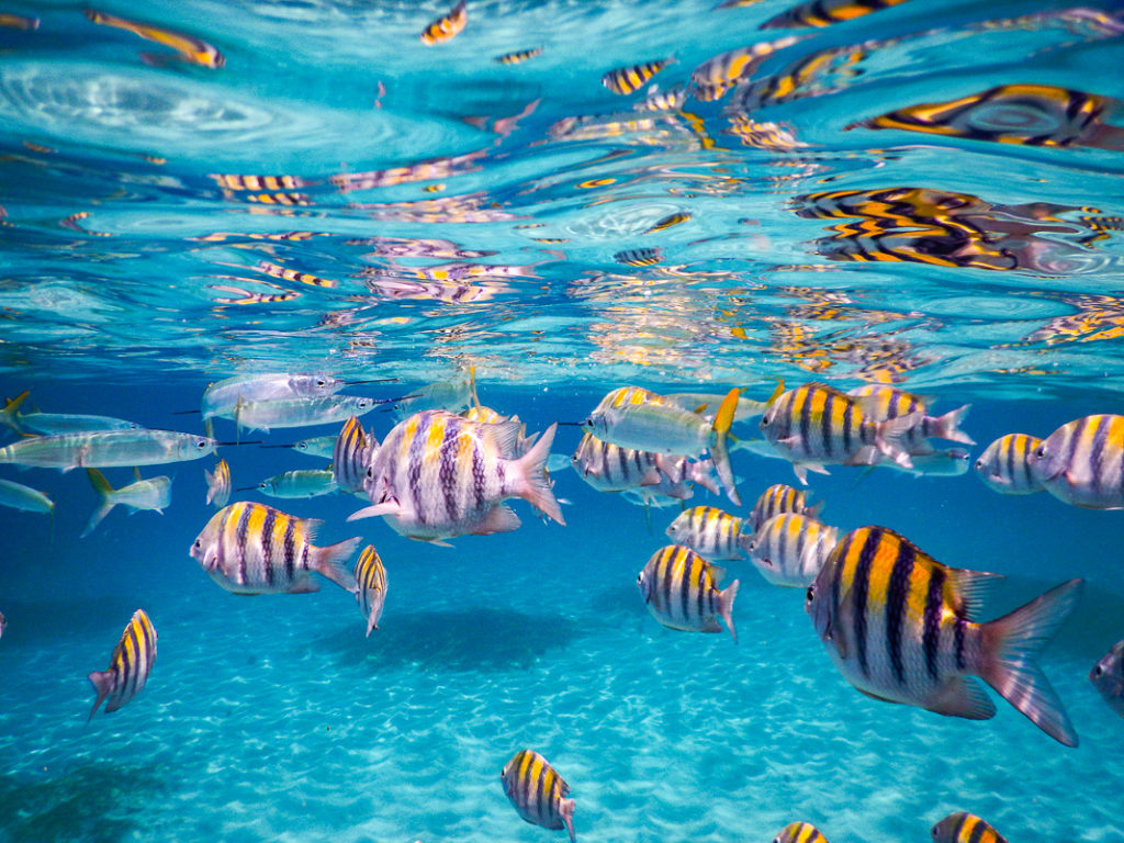 Guide de voyage en Martinique | Itinéraires et Incontournables - Anse D'Arlet Récif Martinique Crédit Frédéric Deluen 14