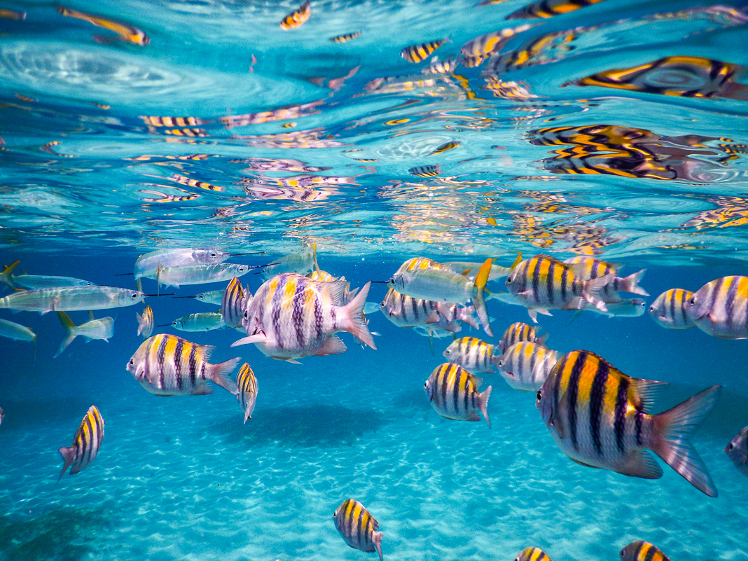 Guide de voyage en Martinique | Itinéraires et Incontournables - Anse D'Arlet Récif Martinique Crédit Frédéric Deluen 14