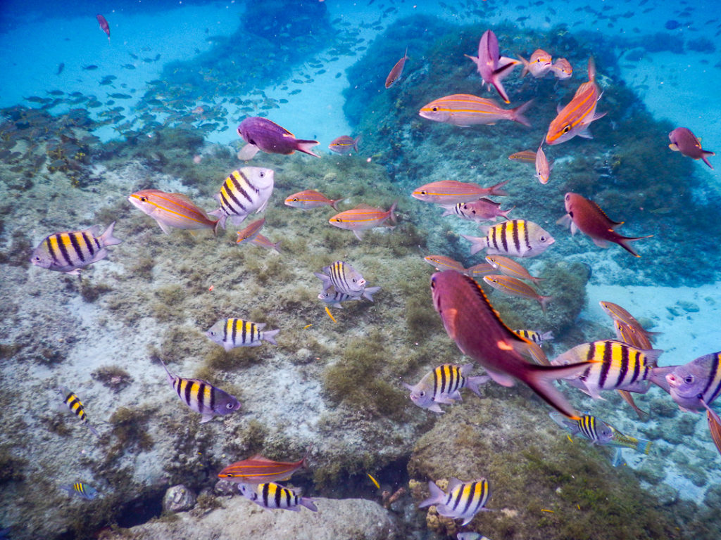 Guide de voyage en Martinique | Itinéraires et Incontournables - Anse d'Arlet Récif Martinique Crédit Frédéric Deluen 15