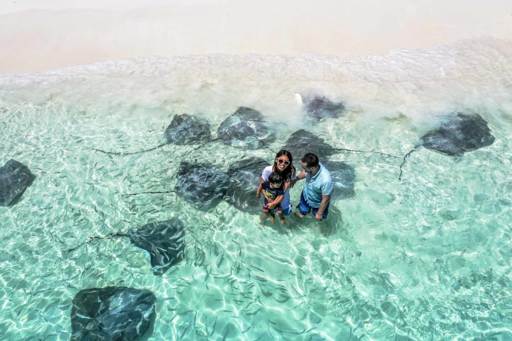 Fulidhoo Maldives Sting Rays