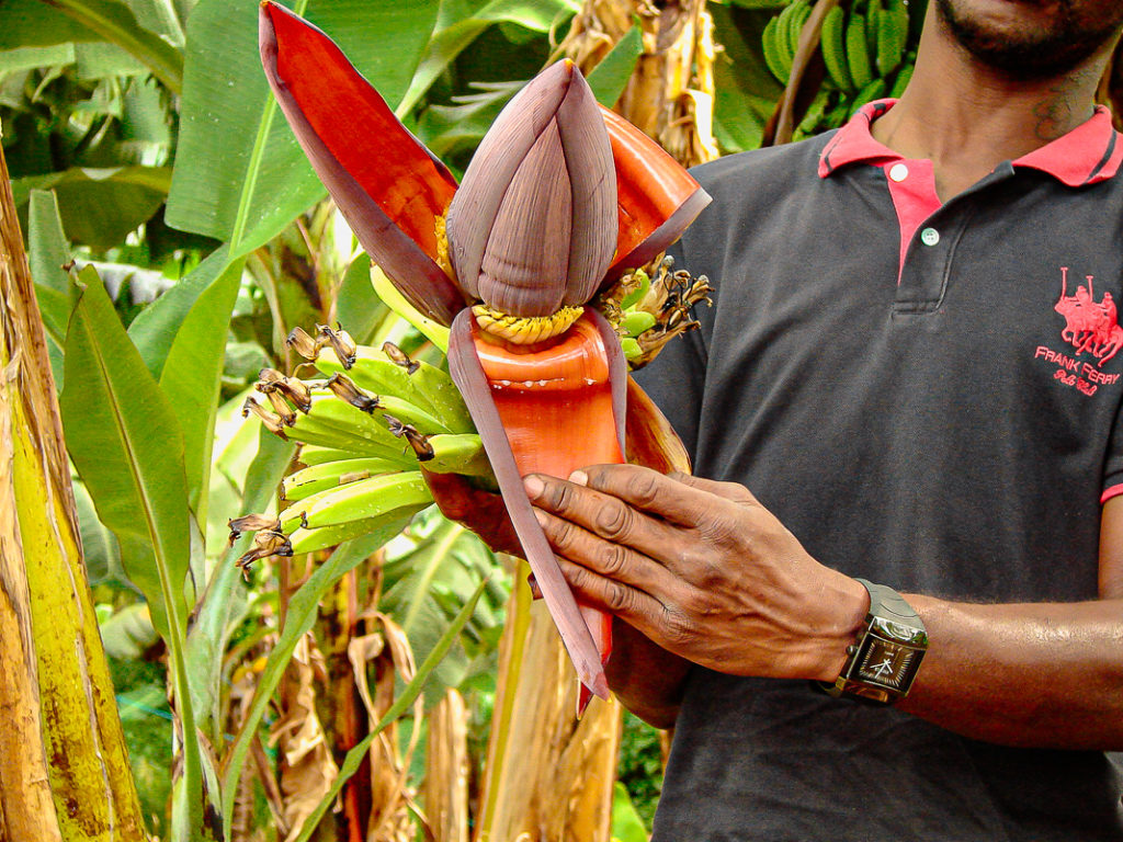 Guide de voyage en Martinique | Itinéraires et Incontournables - Plantation Bananes Martinique Crédit Frédéric Deluen 06