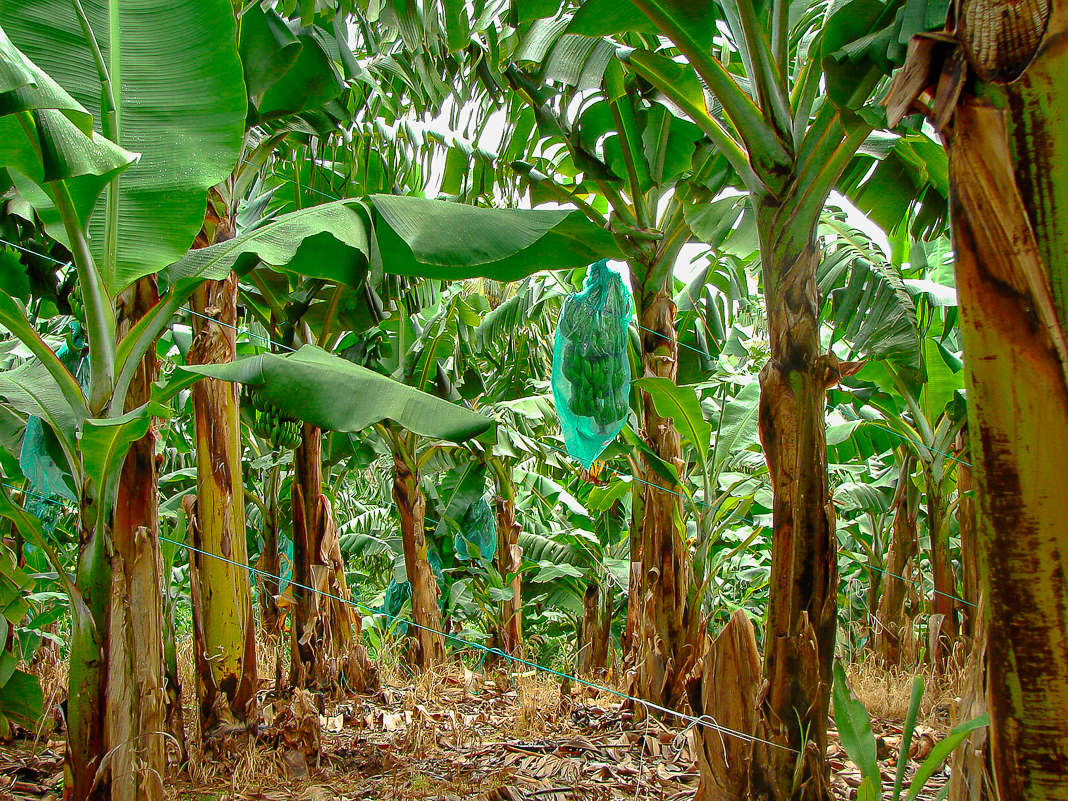 Travel Guide Martinique | Itineraries and Highlights - Plantation Bananes Martinique Crédit Frédéric Deluen 03