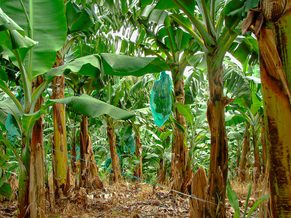 Plantation Bananes Martinique Crédit Frédéric Deluen 03