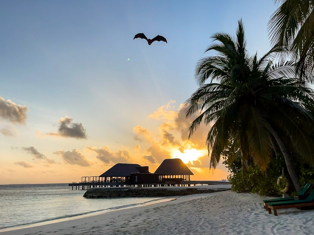 Avis&nbsp;: W Maldives | Marriott Bonvoy - W Maldives