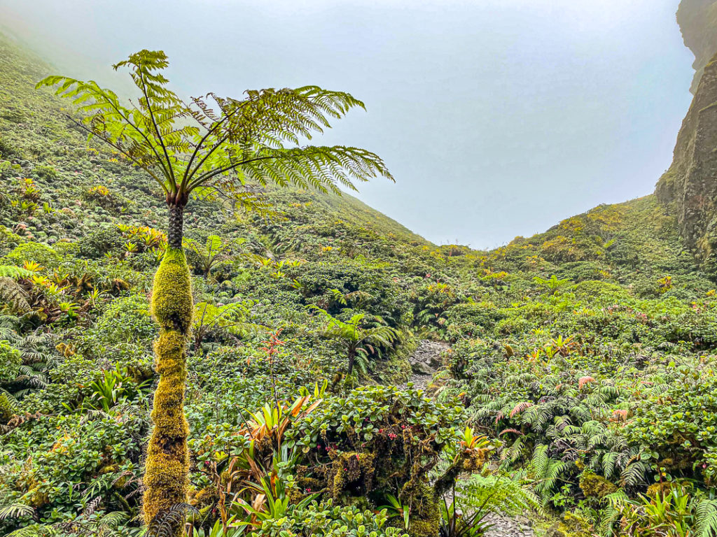 Guide de voyage en Martinique | Itinéraires et Incontournables - Montagne Pelée Coeur Du Volcan Martinique Crédit Frédéric Deluen