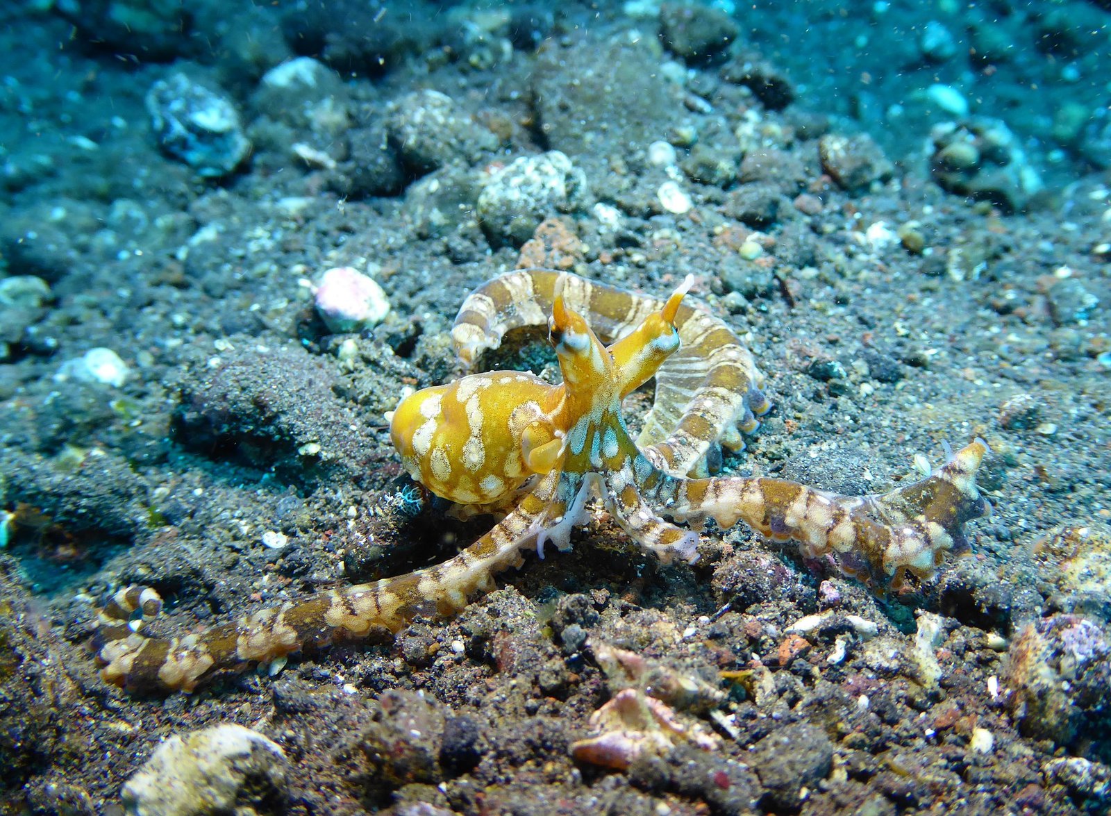 Les 10 meilleurs sites de plongée sous-marine avec les points - Bali Tulamben